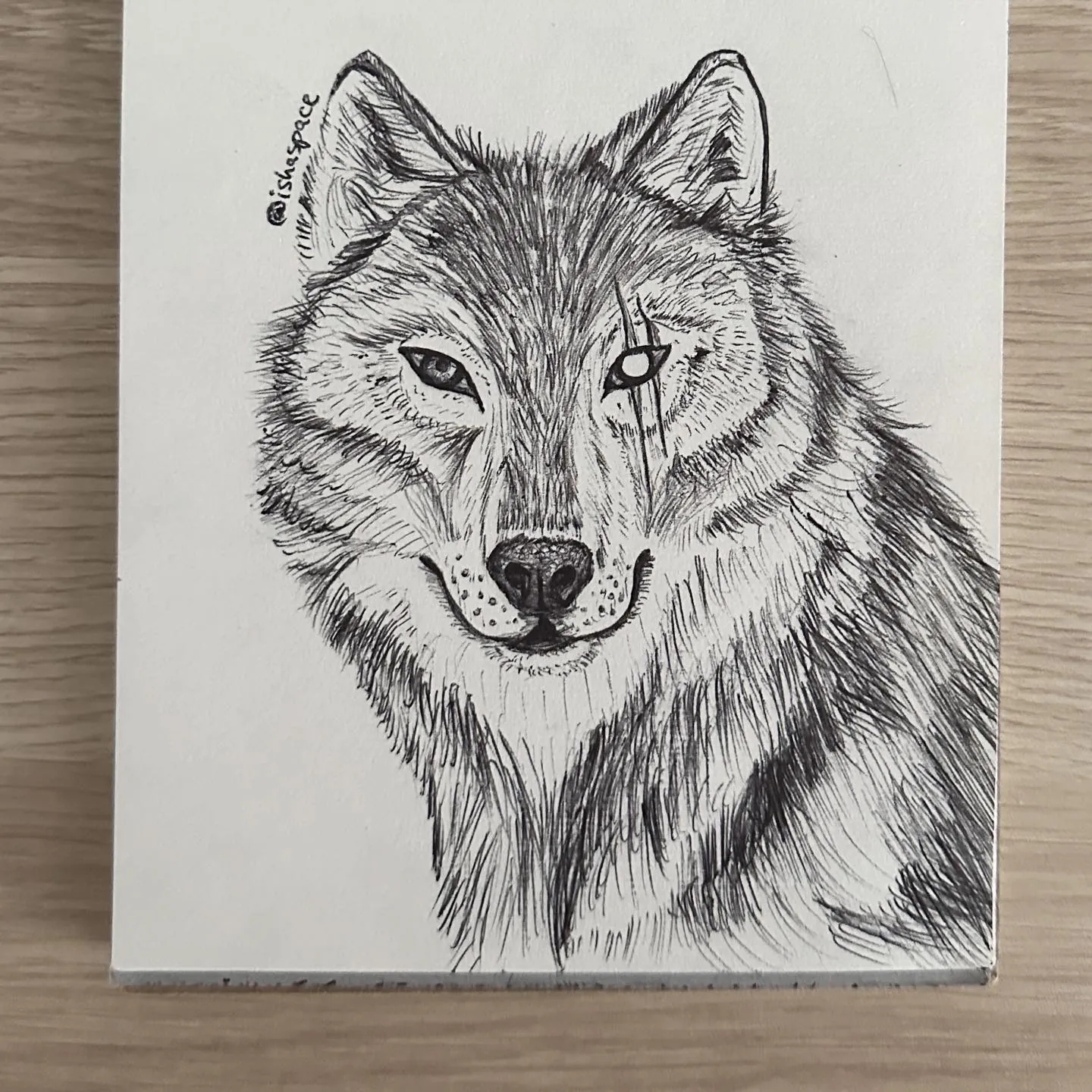 Pen drawing of a wolf’s head, with a scar running over one eye.